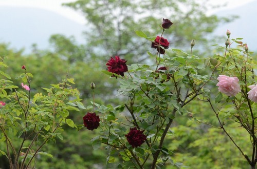 c0186463_16281440.jpg