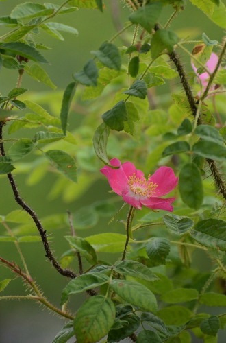 c0186463_16285689.jpg