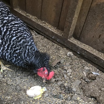 鶏が自分の産んだ卵を食べてしまって困ってます オーガニックコスメ会社 フルフリ をつくろう