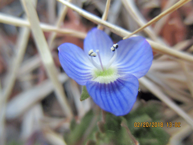初春 春の植物いろいろ 18年2月日 4月13日 宮城県 県民の森blog