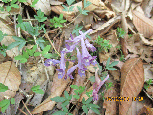 初春 春の植物いろいろ 18年2月日 4月13日 宮城県 県民の森blog 初春 春の植物いろいろ 18年2月日 4月13日 宮城県 県民の森blog