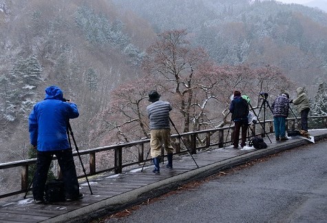 趣味の写真・・・駒つなぎの桜_b0105374_22035739.jpg