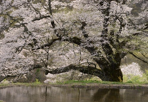 趣味の写真・・・駒つなぎの桜_b0105374_22040889.jpg