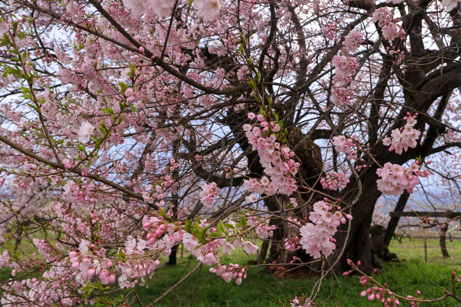 会津の種まき桜_e0088874_15111187.jpg