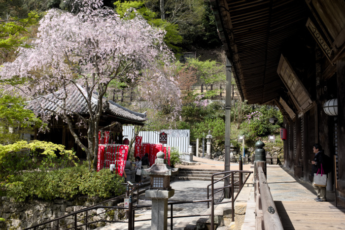 長谷寺の桜☆彡_d0181177_06562665.jpg