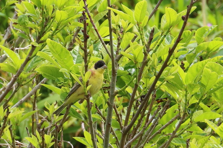 ’18春の渡り4-2　ズグロチャキンチョウ_d0338778_08070496.jpg