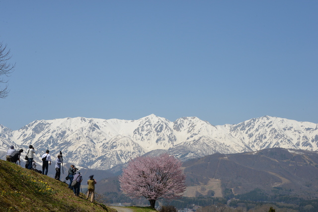 白馬村・満開の桜♪_e0331878_2126284.jpg