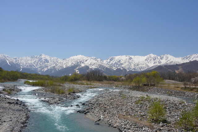 白馬村・満開の桜♪_e0331878_21482548.jpg