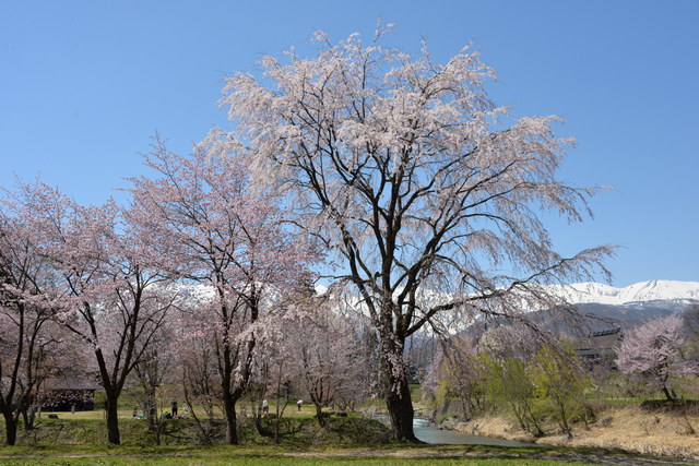 白馬村・満開の桜♪_e0331878_2201267.jpg