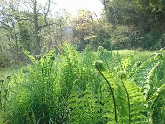 c0157482_11584499.jpg