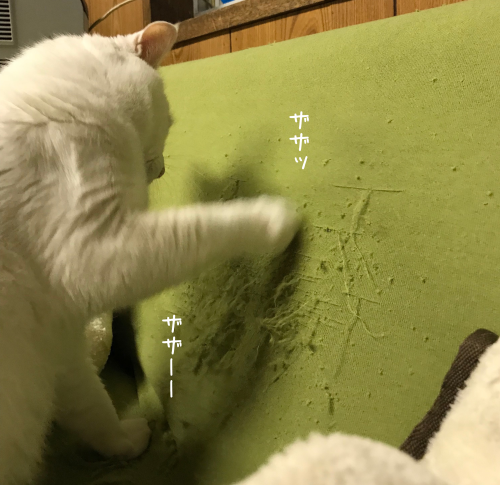a0216583_22102957.png