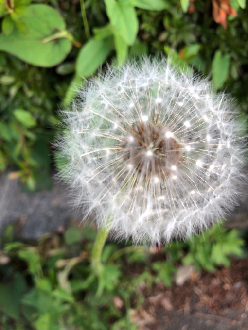 たんぽぽ爺さん Boemio