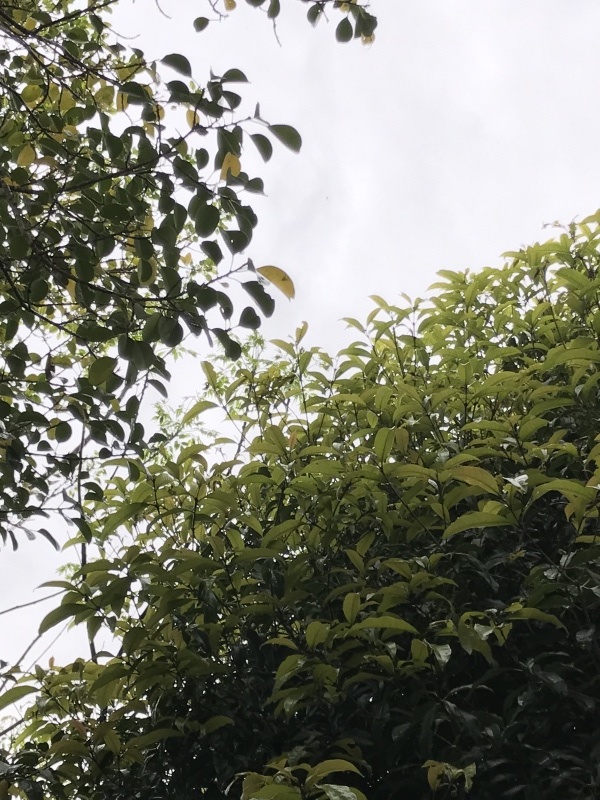 雨の日のウチ庭「深いグリーンの穏やかな空気に包まれます。」編_e0359584_22384501.jpg