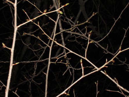 今年のスタートは夜桜の中^-^!一緒に歩きませんか~_d0198793_18303978.jpg