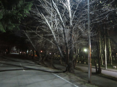 今年のスタートは夜桜の中＾－＾！一緒に歩きませんか～_d0198793_18521400.jpg