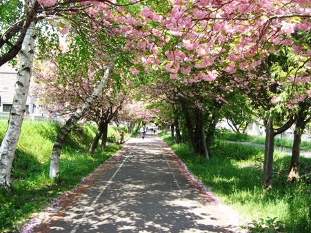 今年のスタートは夜桜の中＾－＾！一緒に歩きませんか～_d0198793_19041430.jpg
