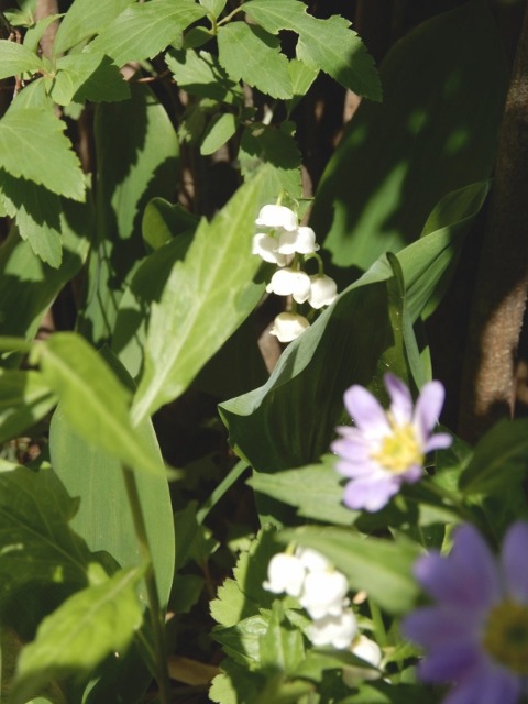 春の花～初夏の花へ・・・_e0025300_2138543.jpg