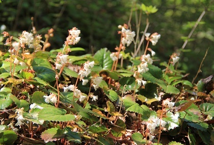 里山・春の花山歩き（2018）_a0158702_15532295.jpg