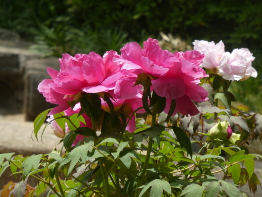 c0062511_22163948.jpg