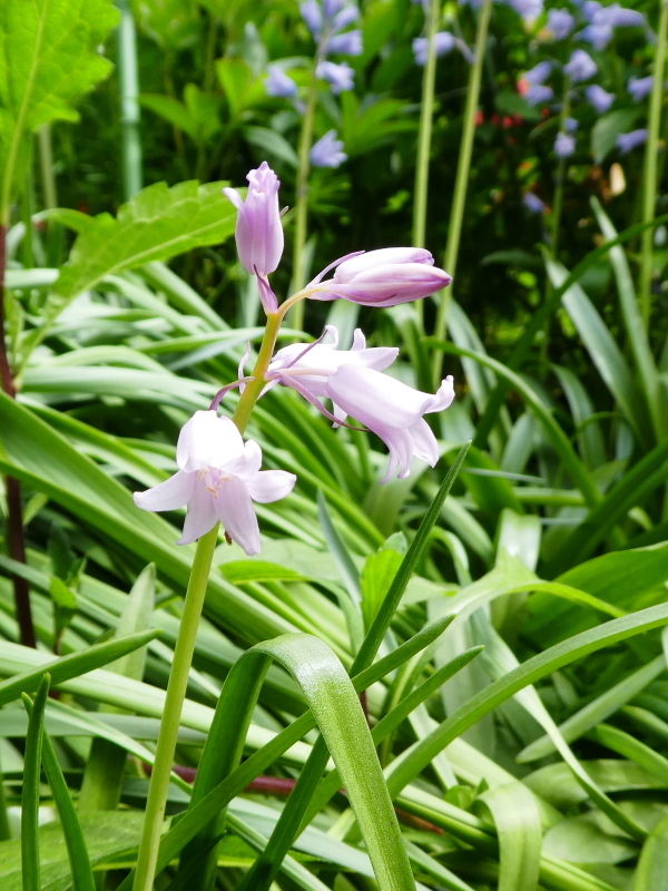 我が家の花　西洋オダマキ_d0170615_12595697.jpg