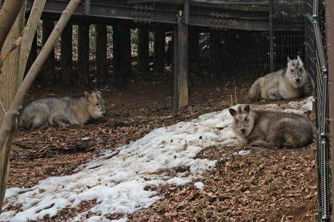 2月のコバトンロード(埼玉県こども動物自然公園)_b0355317_22001285.jpg