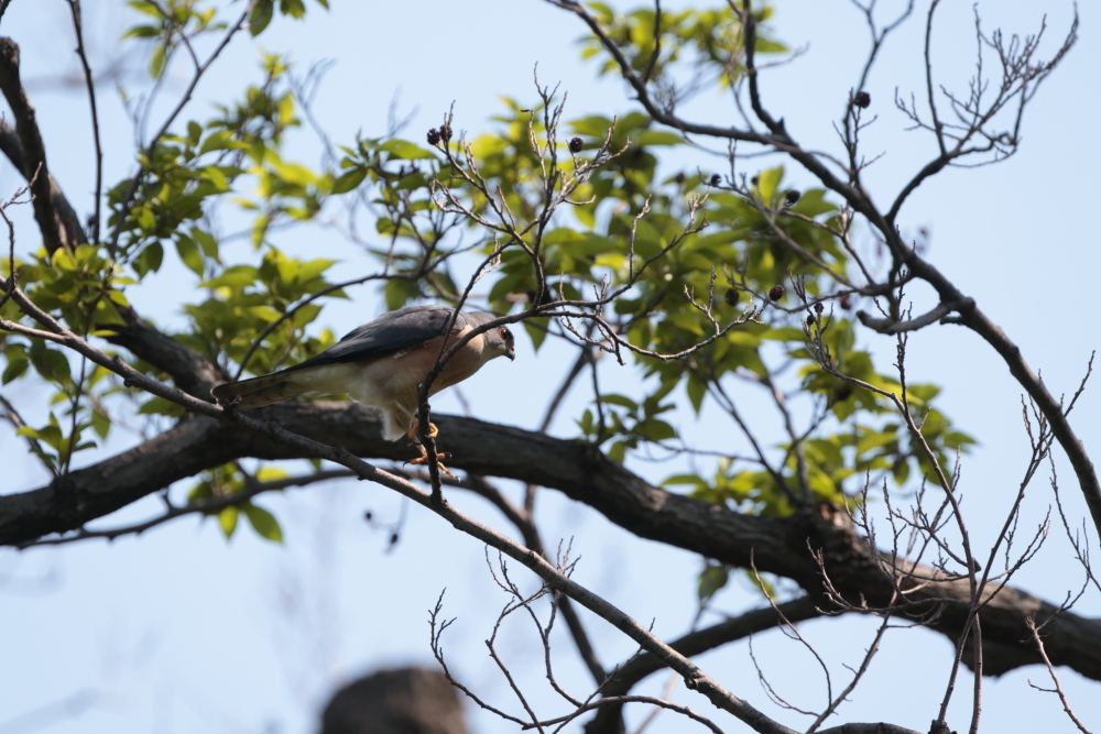 資材運びを待ってたら　＊Accipiter gularis＊_d0375318_21175711.jpg