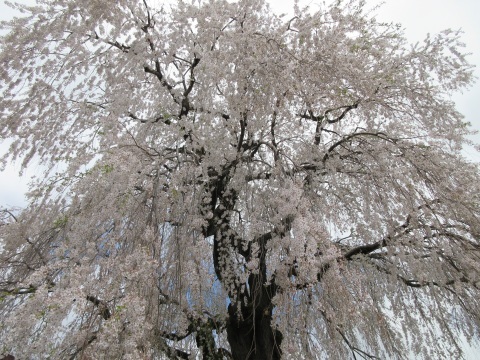 f0149422_23184000.jpg