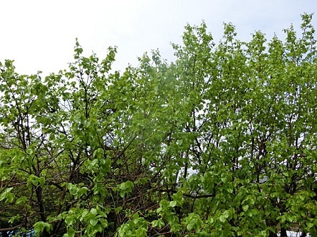 e0234924_11065730.jpg
