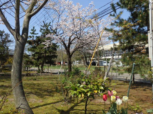 桜のレクイエム　塩崎貞夫展　＜樹下美術館・上越市＞_e0138627_15210267.jpg