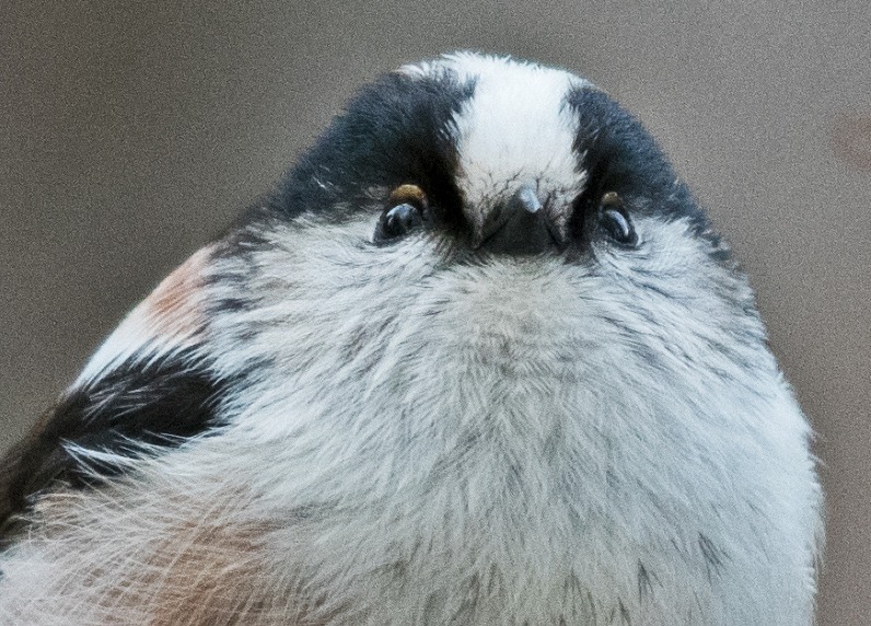 冬のエナガ 鳥撮りのままに