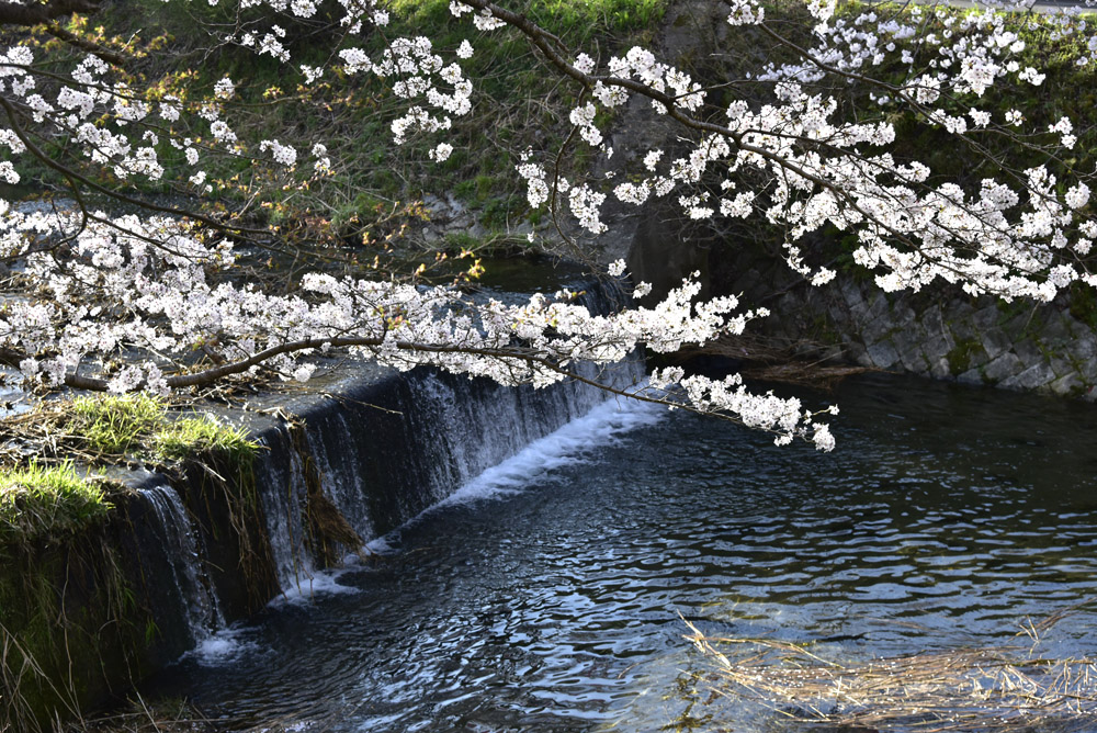 井出の玉川と地蔵禅院_e0367330_16402051.jpg