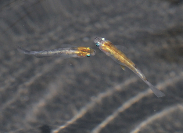 e0097534_1733065.jpg