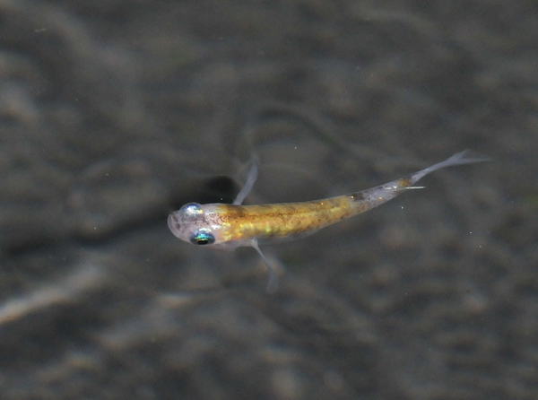 e0097534_1742594.jpg