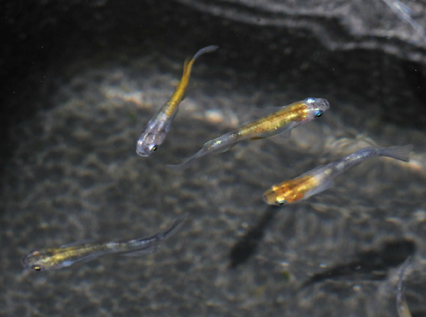 e0097534_1743562.jpg