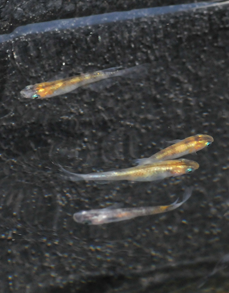 e0097534_1752374.jpg