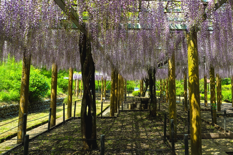 蓮華寺池公園の藤　- 池周辺 -_d0377637_18214456.jpg