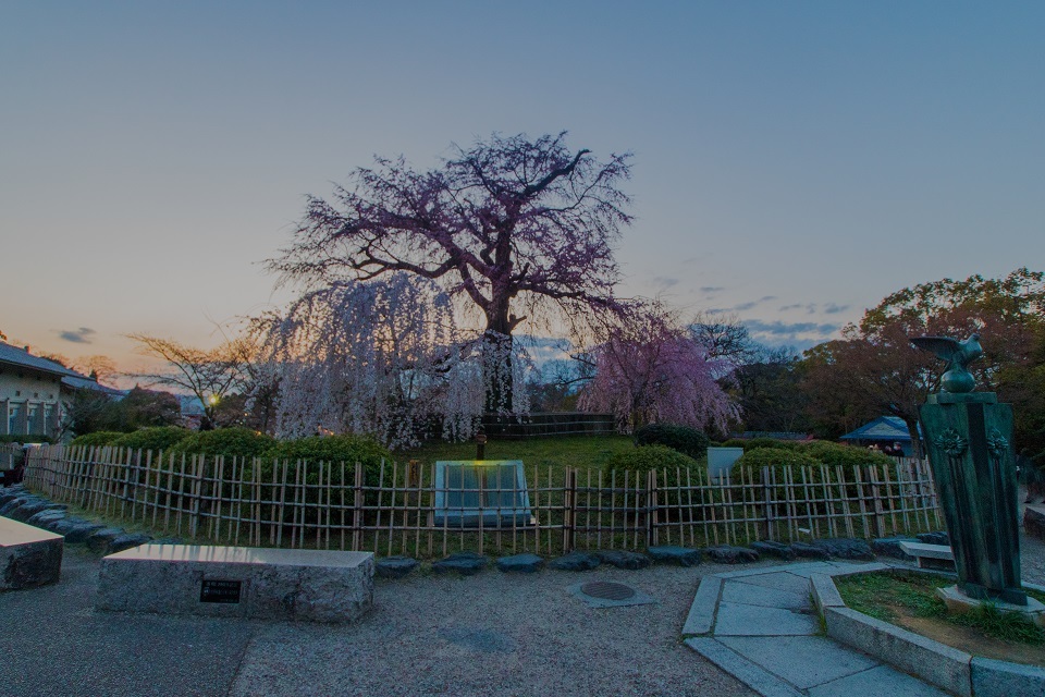 ２０１８桜～円山公園ライトアップ_e0363038_14041510.jpg