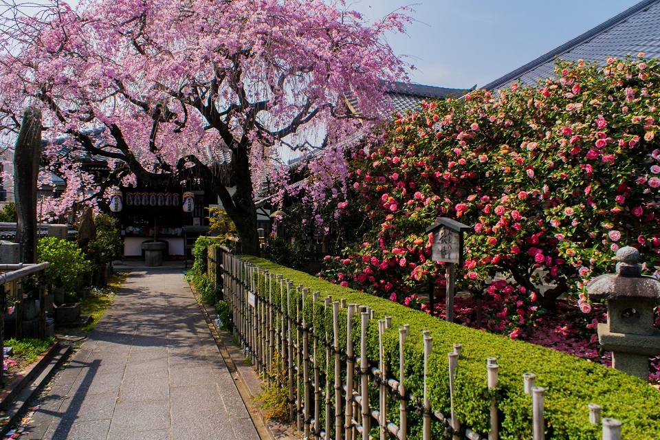 ２０１８桜～地蔵院 - 鏡花水月