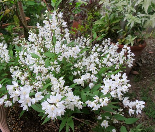 白い小花 ヒメウツギと八重咲コデマリ ひだまりの庭 ヒネモスノタリ