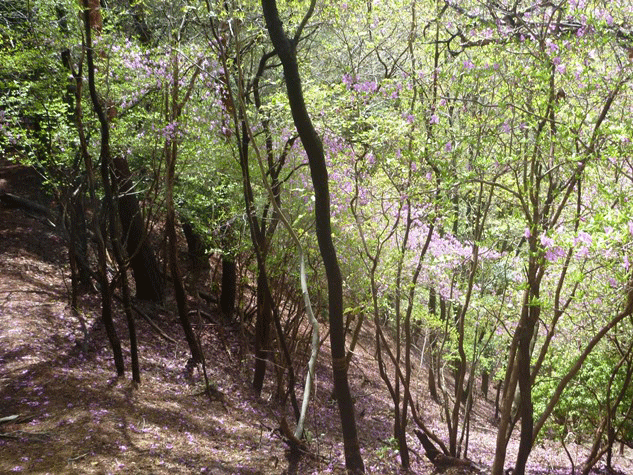 e0371039_8421247.gif