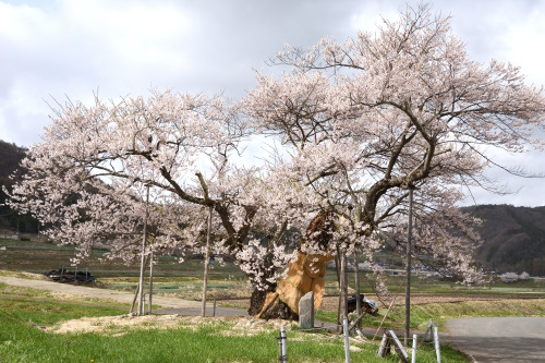 信州・飯綱の桜 - 四季の彩りを楽しみたい凡人アルバム