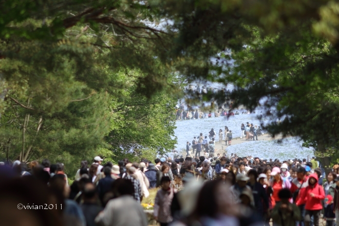 茨城 ネモフィラの撮影会2018 in ひたち海浜公園 _e0227942_22150208.jpg
