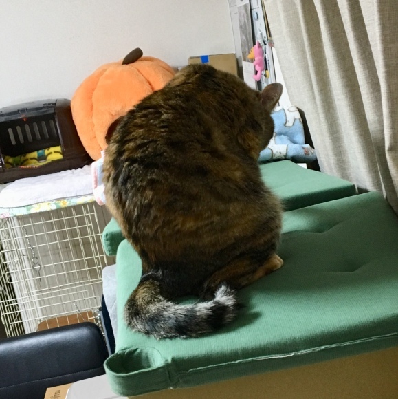 f0372445_13311717.jpeg