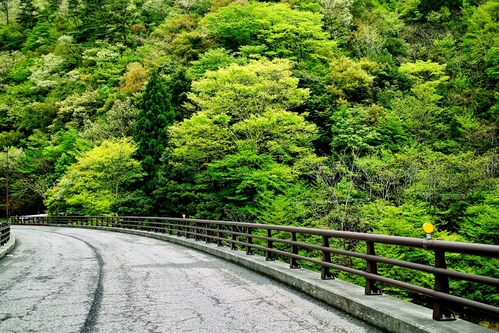 鮮やか、新緑の奥山渓谷・・・薪ストーブと多胡燃料_d0005250_16375133.jpg