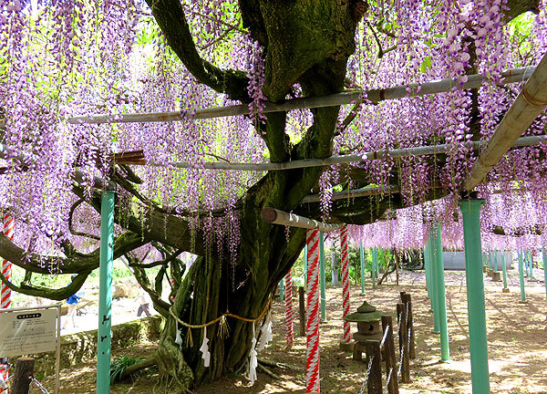 心癒される　西寒田神社の藤_f0224855_10015408.jpg