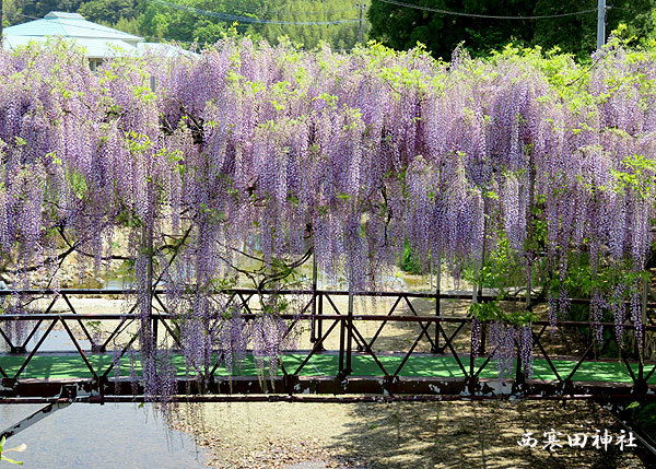 心癒される　西寒田神社の藤_f0224855_10015491.jpg