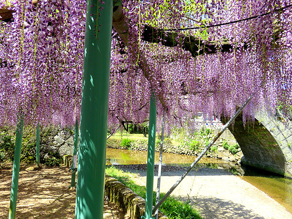 心癒される　西寒田神社の藤_f0224855_10015549.jpg