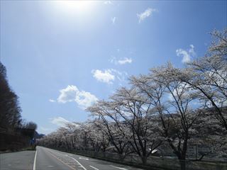嬬恋村の桜☆_d0045362_20252935.jpg
