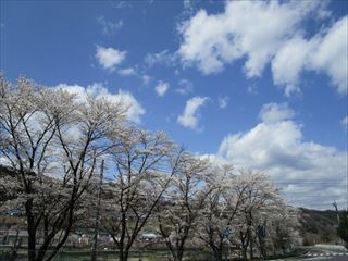 嬬恋村の桜☆_d0045362_20253646.jpg