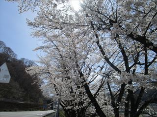 嬬恋村の桜☆_d0045362_20254387.jpg